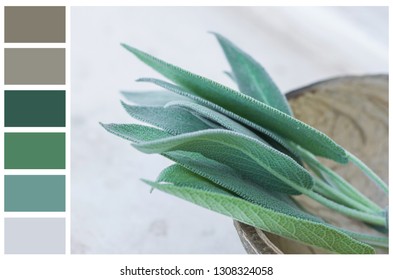 Earth And Greenery Color Palette Swatches Of Complementary Tones. Fresh Sage Leaves In Coconut Bowl On White Gray Stone Background. Template For Website Design Interior Paints Branding