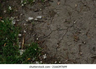 Earth Ground Covered With Compost Mulch Fragment As A Texture Background.