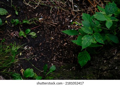 Earth Ground Covered With Compost Mulch Fragment As A Texture Background.