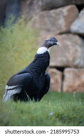 Earth Is Inhabited By Diverse Species Of Feathered Birds.