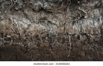 Earth Section With Different Layers Of Soil, Rocks And Plant Roots Underground