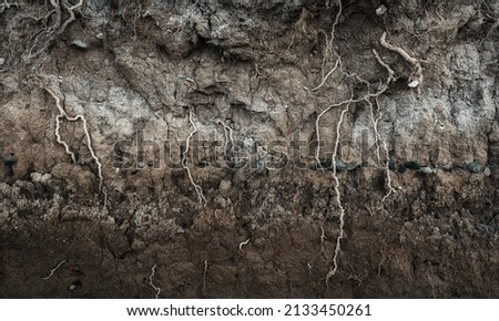 Earth section with different layers of soil, rocks and plant roots underground