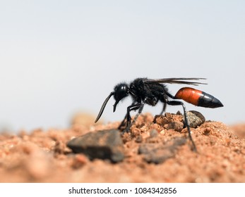 Earth Wasp Sphecidae Digs A Hole In The Sand