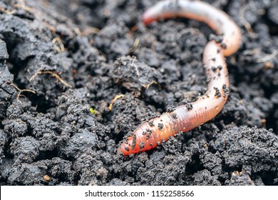 earth worm close-up in a fresh wet earth, visible rings on the body of a worm