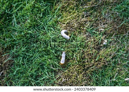 Earth worm crawling in the lawn