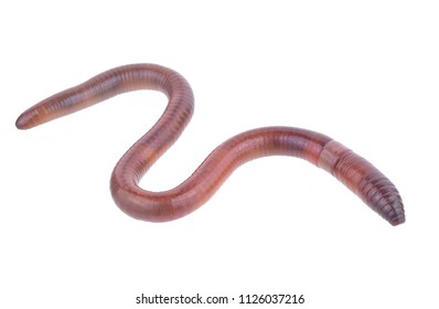 Earth Worm Isolated On White Background