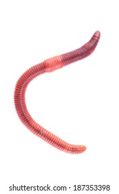 Earth Worm Isolated On White Background Stock Photo 187353398 ...