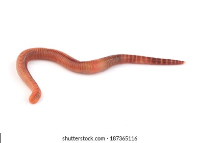 Rain-worm Images, Stock Photos & Vectors | Shutterstock