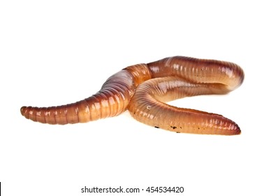 Earth Worm Isolated On White Background