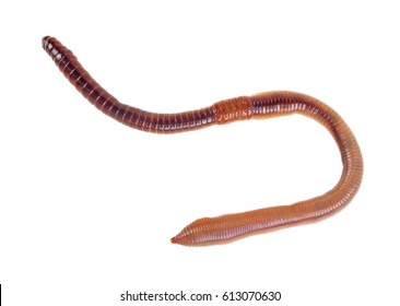 Earth Worm Isolated On A White Background