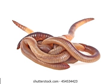 Earth Worms Isolated On White Background Stock Photo 454534423 ...