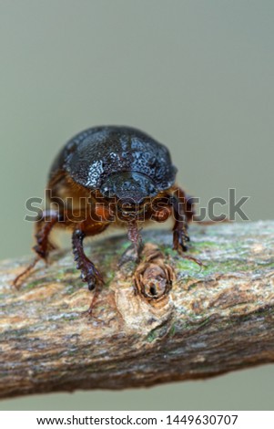 earth-boring dung beetle - Geotrupidae - Odonteus armiger