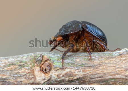 earth-boring dung beetle - Geotrupidae - Odonteus armiger