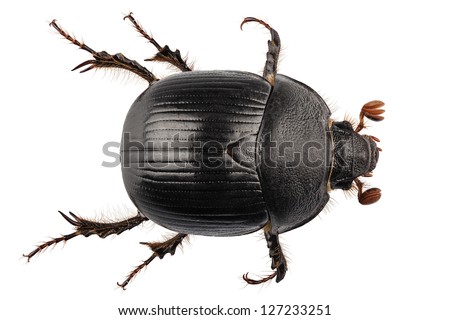 earth-boring dung beetle species Geotrupes stercorarius in high definition with extreme focus and DOF (depth of field) isolated on white background