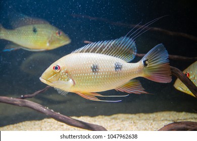 Eartheater Cichlid Satanoperca Daemon