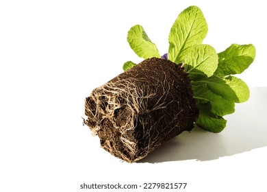 An earthen ball of a garden primrose with a root system on a white isolated background.