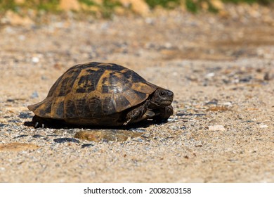 7,256 Turtle Mountain Images, Stock Photos & Vectors 