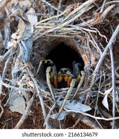 Earthen Wolf Spider In Its Hole Awaits Prey. Close Up. Lycosidae, Hogna.  Entelegynae. Horror. Arachnidae