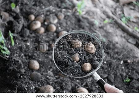 Earthstar mushrooms, naturally occurring mushrooms, in round shape from the ground after rains in tropical forests in Southeast Asia, natural mushroom study by using magnifying glasses concept.