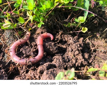 Earthworm in black soil. Garden compost and worms recycling plant waste into fertilizer and rich soil improver. - Shutterstock ID 2203526795