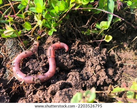 Earthworm in black soil. Garden compost and worms recycling plant waste into fertilizer and rich soil improver.
