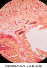 Earthworm body Cross-Section under microscope