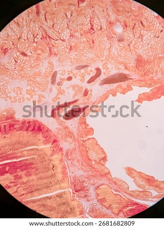 Earthworm body Cross-Section under microscope