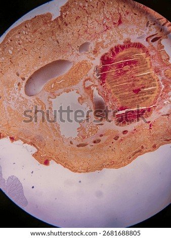 Earthworm body Cross-Section under microscope