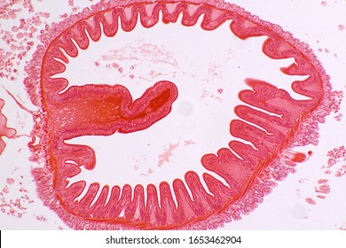 Earthworm cross section under the microscope