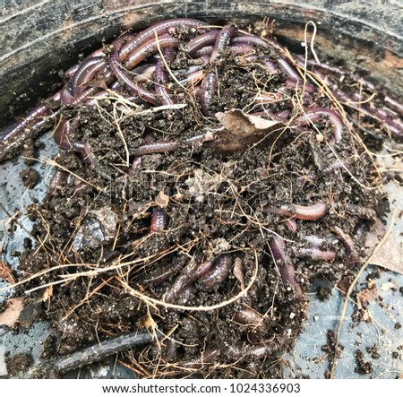 Earthworm or Dew-worm or Rainworm or Angleworm.