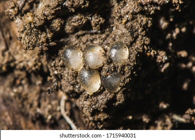 Worm Egg Images Stock Photos Vectors Shutterstock