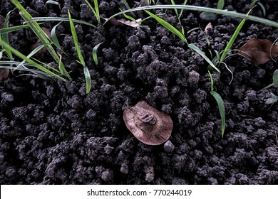 Earthworm Excrement On Field