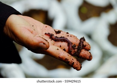 Earthworm In Hand