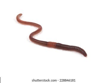 7,402 Earthworm White Background Images, Stock Photos & Vectors ...