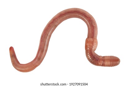 Earthworm macro isolated on white background