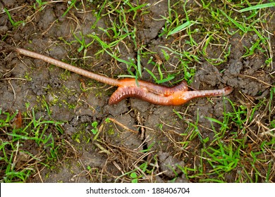 Earthworm Mating. 