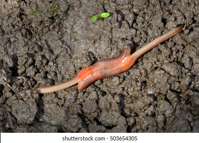 Earthworm Mating, Lumbricus Terrestris, Carpathian Basin, Europe