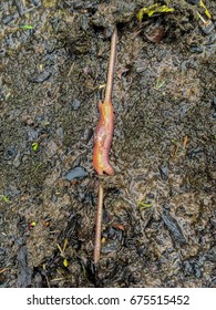 Earthworm Mating: Two Earthworms Mating On The Surface.