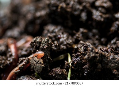 Earthworm moving on the fertile soil. Dendrobaena is a burrowing annelid worm that lives in the soil, if many in the soils, that soil are rich in organic matter. Earthworms as bait for fishing. - Shutterstock ID 2177890537
