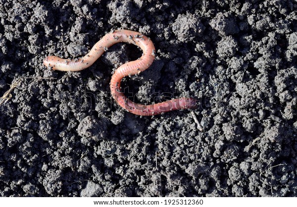 Earthworm\
moving on the fertile soil. Dendrobaena is a burrowing annelid worm\
that lives in the soil, if many in the soils, that soil are rich in\
organic matter. Earthworms as bait for\
fishing.
