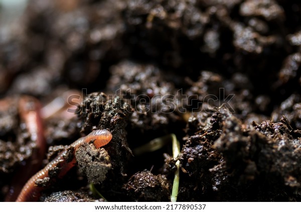 Earthworm
moving on the fertile soil. Dendrobaena is a burrowing annelid worm
that lives in the soil, if many in the soils, that soil are rich in
organic matter. Earthworms as bait for
fishing.