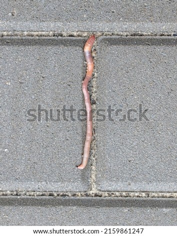 Similar – peacock feet Colour photo