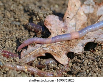 earthworm on soil with dry oak leaf, close up, macro shot background - Powered by Shutterstock