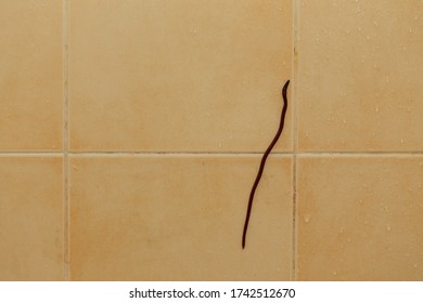 Earthworm On The Yellow Wall Bathroom