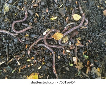 3 Pheretima Posthuma Images, Stock Photos & Vectors | Shutterstock