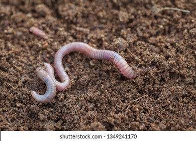Earthworm in soil - closeup shot - Image
