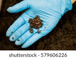 Earthworm in soil on hand with hand blue glove.
