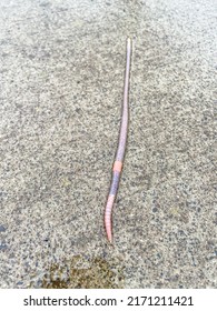 Earthworm Is A Terrestrial Invertebrate That Belongs To The Phylum Annelida. 