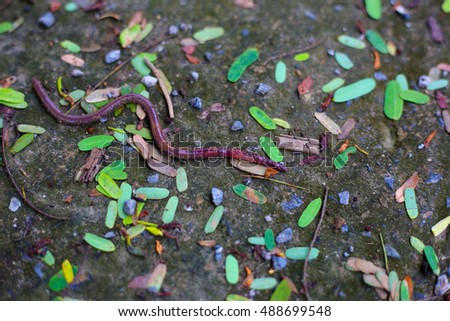 earthworms, angleworms