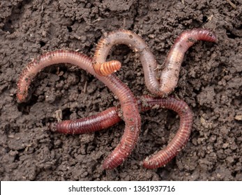 Earthworms in black soil of greenhouse. Macro Brandling, panfish, trout, tiger, red wiggler, Eisenia fetida.
Garden compost and worms recycling plant waste into rich soil improver and fertilizer